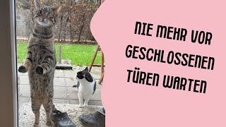 Cat Doorbell Türglocke für Katzen | Our cats get their own doorbell 🙀😹lustige Katzenvideos😻#cats