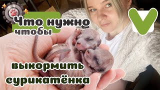 Заменить сурикатам мать. Как выкормить любых крошек с нуля?