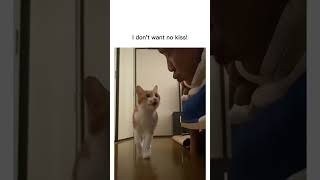 I dont want no kiss!! #shorts #cats #catmemes