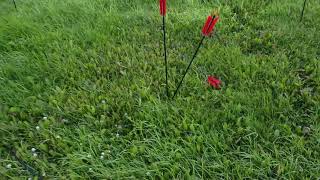 Pole archery , trying to plant arrows in a field .