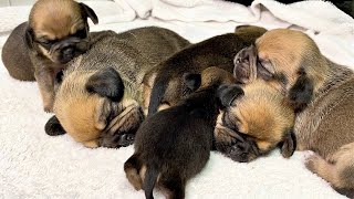 Pug Puppies LIVE STREAM Puppy Cam 31 May