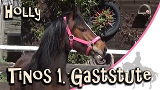 Das ist Tinos erste Gaststute - Willkommen Holly!