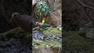 Amazing bird hunting shot | صيد الطيور | part 2 #shorts #youtubeshorts #ytshorts