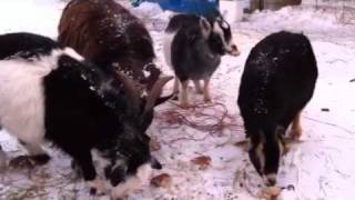 Take a Break and watch pygmy goats eat some bread