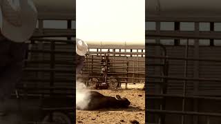 Cow fighting