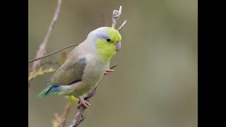 Parrotlet