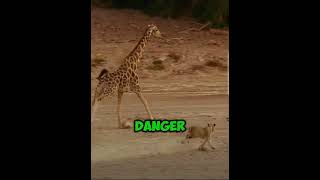 Lions Chase Giraffe