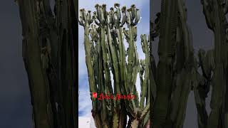 Giant Cactus  spotted #spaintravel #Cactus