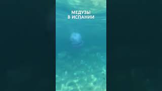 Медузы в средиземном море в Льорет де Мра