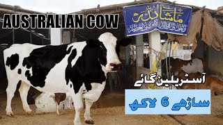 Bhains Colony ka CATTLE FARM | AUSTRALIAN COW in 6 LAKHS