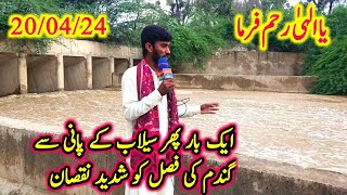 Ek Bar Phir Selabi Pani Se Gandum Ki Fasal Ko Shadeed Nuqsan|| سیلاب اور گندم کی فصل