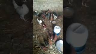 Golden/Misri Chicken Poultry Farming #rap