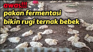 bahaya pakan fermentasi untuk bebek pedaging