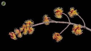 Maple 🍁 twig blooming - time lapse [4K]