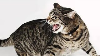 Billi Ki Awaaz Meow Meow | Cat Sounds Angry | Cats Meowing Video | बिल्ली की आवाज