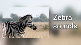 Sound of a zebra