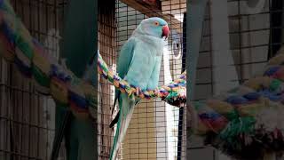 Parrot Swinging the day away | #parrotvideo  #parrot #indianringneck