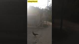 Padangsidimpuan                                        jalan jalan di area pegunungan#shorts