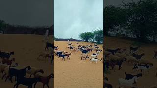 Goat's Group #shortvideo #shorts #tharigeet