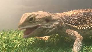 BEARDED DRAGON EATING A PINKY MOUSE