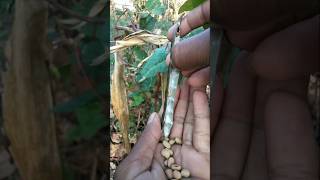 Will sow these dried cowpea seeds next year #nature #farming #cowpea #shorts