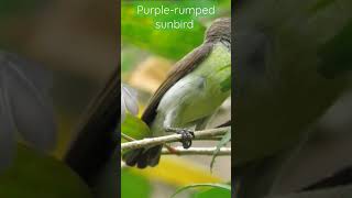 Purple Rumped sunbird Feeding | #indianwildlife #sunbird #bird #birdfeeding #indianbirds