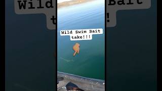 Wild Cutthroat Swimbait Take!!! #utah #fishing #trout #cutthroat @Senditoutdoors