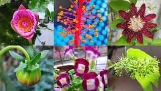 Unique Winter Flowers At Home Garden #shorts #gardenshorts #wintergarden