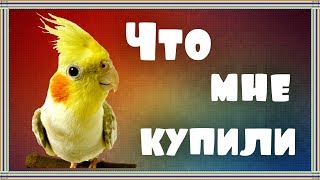 ЗООпокупки для попугаев корелл Бони и Яши.