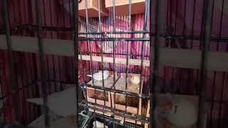 #Finches are playing #short #shortvideo #shortvideoviral