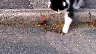 Cat playing with hairy caterpillar.