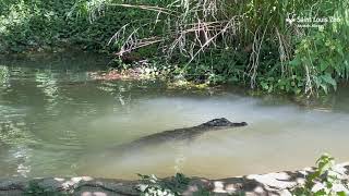 Catch the Chinese Alligators swimming around