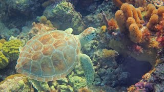 Green Turtle touring coral reef, Turks & Caicos Islands  (Music Prod. RflowBeatz)