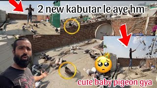 2 kabutar le aye new 😜 cute baby pigeon mar gya😢