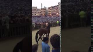 Palio