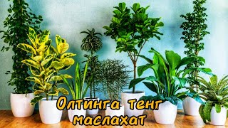 ❗️ХОНА ГУЛЛАРИ ИШКИБОЗЛАРИГА ОЛТИНГА ТЕНГ МАСЛАХАТ.