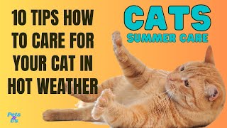 🔝 10 Tips How To Care For Your Cat In Summer | Cat Summer Care 2023 | Pet and Us