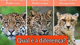 animais que as pessoas confundem pt 2- ZooFAQ (qual é a diferença entre onça e leopardo?) #animais