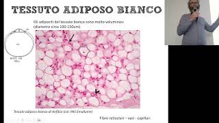 BCT_A_Tessuto Adiposo