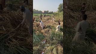 Sugarcane Cutting || Farmer Daily Life Punjab || Pakistani Village Rural Area Work  #Shorts #shorts