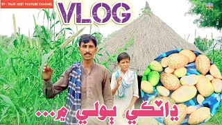 new vlog today vlog viral vlog mere khet me bajra & fruits marwadi comedy funny video#tharigeet