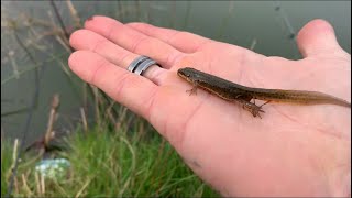 Pescaria de filhote de carpa e salamandra fishing for carp in Manchester