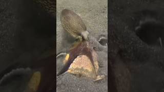 Octopus attack. Full video linked below must watch and enjoy #wildanimals #wildlife #animals