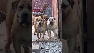 A few of our upcoming Boerboels