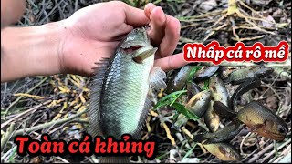 Nhấp cá rô mề || sau những cơn mưa lớn toàn cá khủng