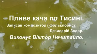 Пливе кача по Тисині