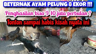 PENGHASILAN BETERNAK AYAM PELUNG 8 EKOR