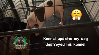 KENNEL UPDATE: my dog destroyed his kennel 😤