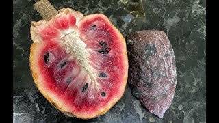 Custard Apple - Tasting Florida Grown Fruit