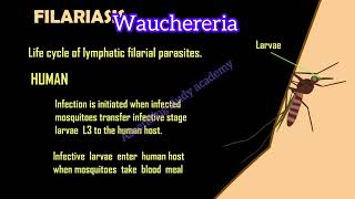 Wauchereria bancrofti life cycle, filariasis diseases